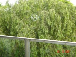 Arbres S.S.